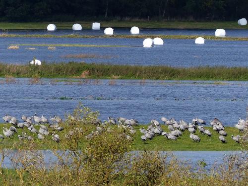 Vögel am Badesee