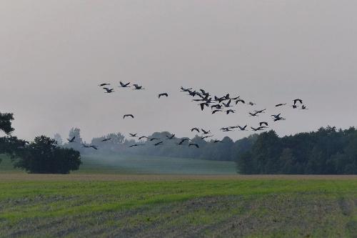 Vogelschwarm im Herbst