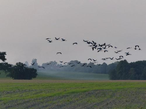 Vogelschwarm im Herbst