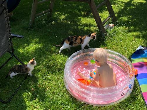 Neugierige Kätzchen am Planschbecken