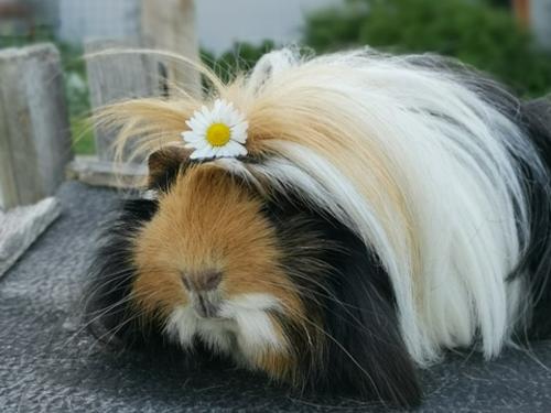 Meerschweinchen mit Blume im Haar