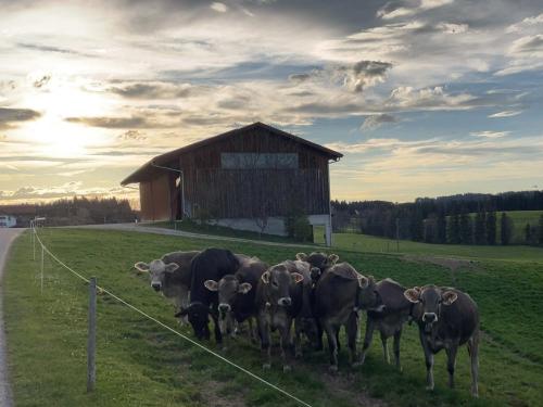 Abendstimmung auf der Weide
