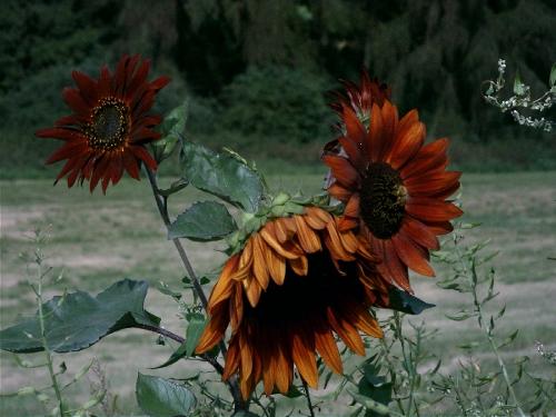 Sommer