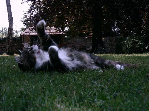 Katze