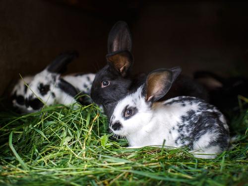 Junge Kaninchen
