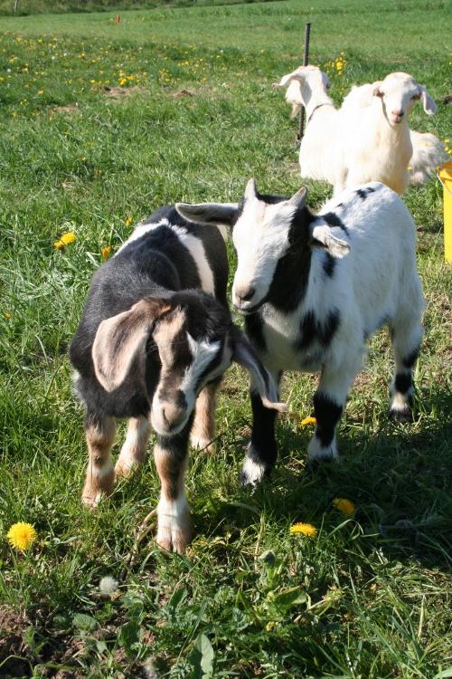 Kleine Ziegen
