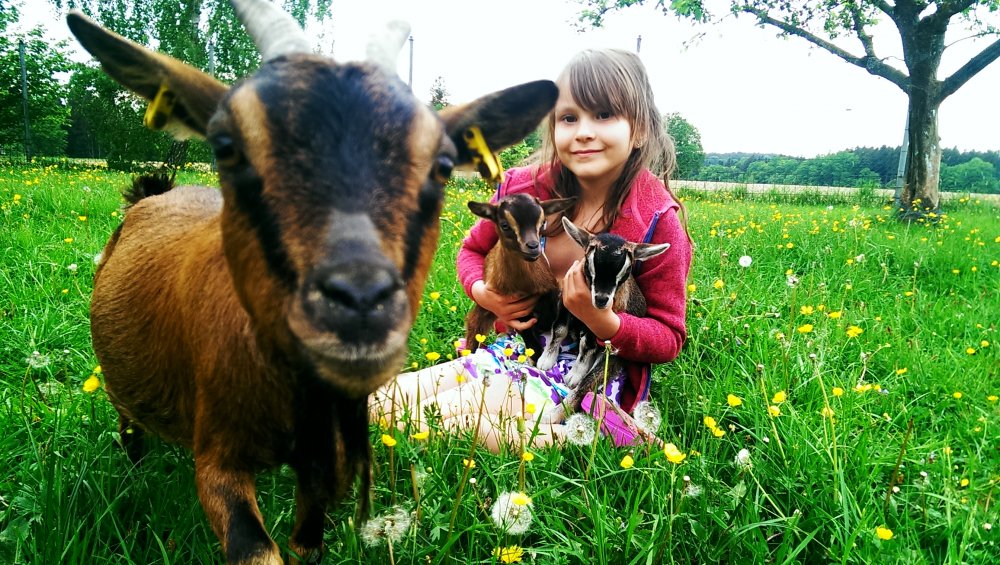 Neugierige Ziegenmutter
