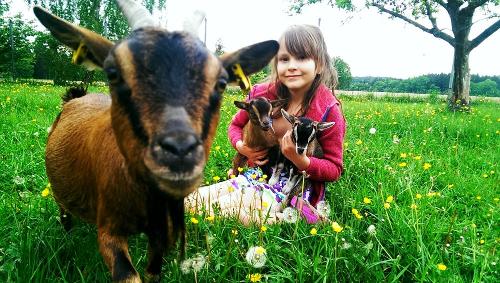Neugierige Ziegenmutter