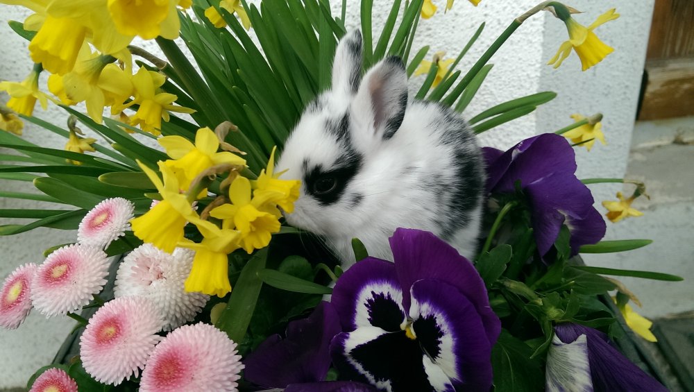 Osterhase
