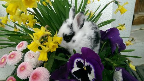 Osterhase