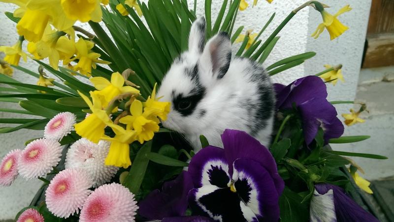 Osterhase