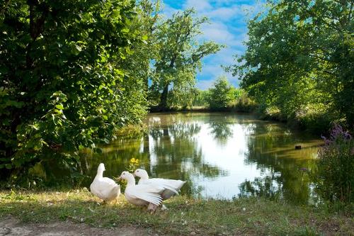 Teich Teich