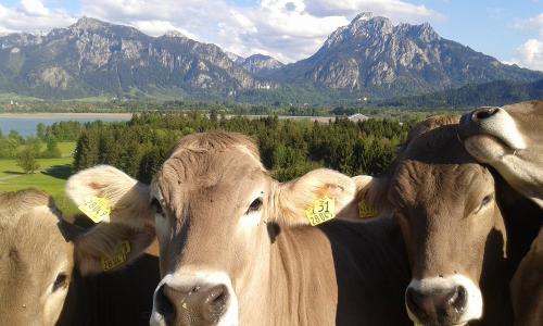 Kühe