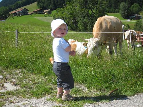 Kind mit Kühe