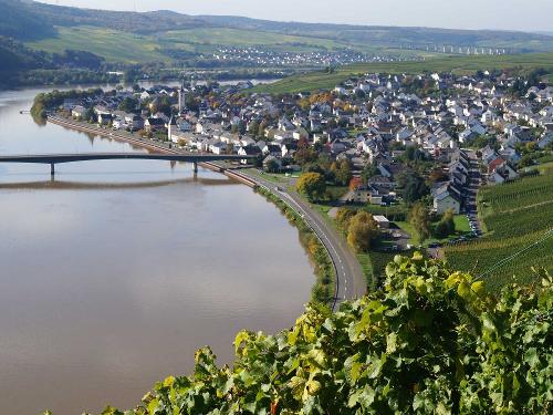 Blick vom Weinberg zur Mosel bei Mehring