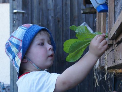 Kind beim füttern der Hasen