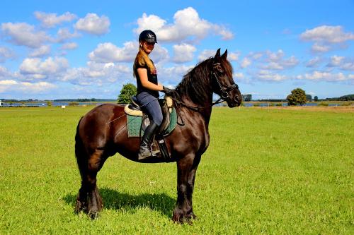 Reiten - Friese
