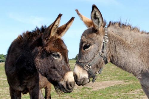 Unsere Esel-Lilly und Fee