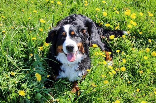 Hofhund Bella