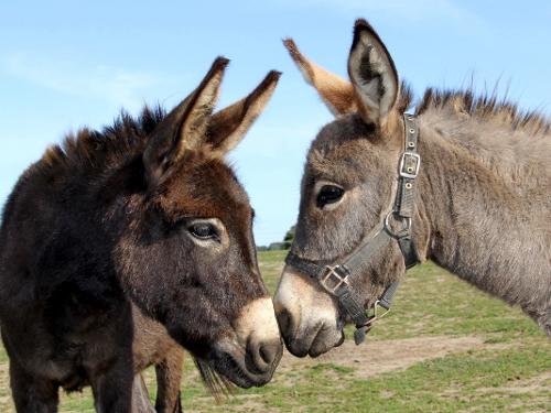 Unsere Esel-Lilly und Fee