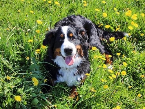Hofhund Bella