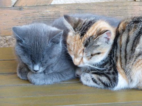 Katzen