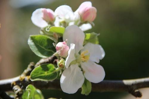 Kirschblüten