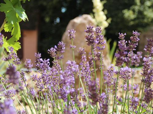 Lavendel