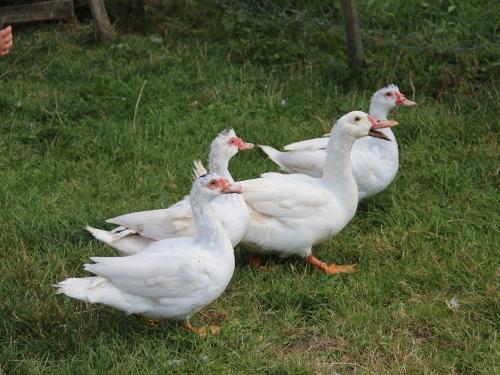 enten