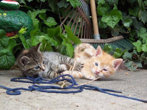 Junge Katzen
