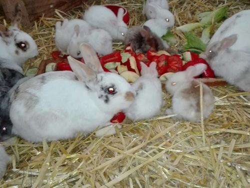 Unsere Kaninchen