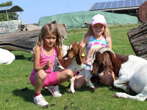 Unsere zahmen Burenziegen