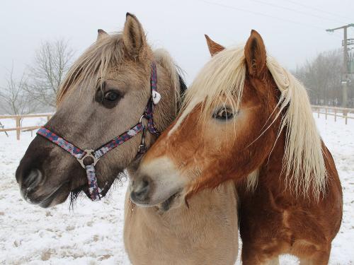 Pferde im Schnee