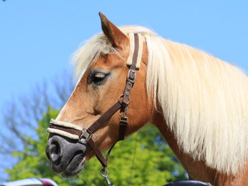 Pferd