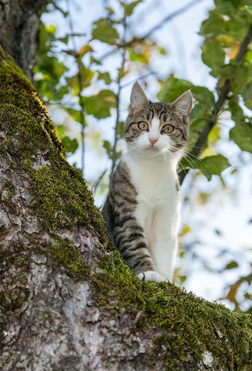 bf_katzen