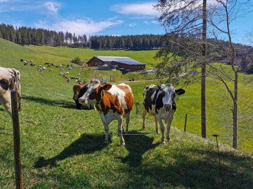 Kühe auf der Weide