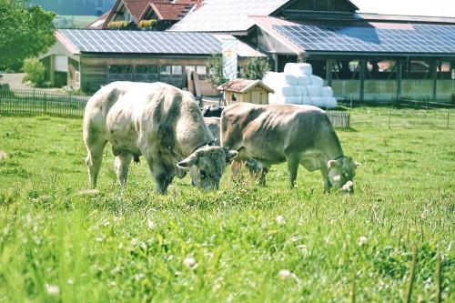 Weidegang Willi und Kuh