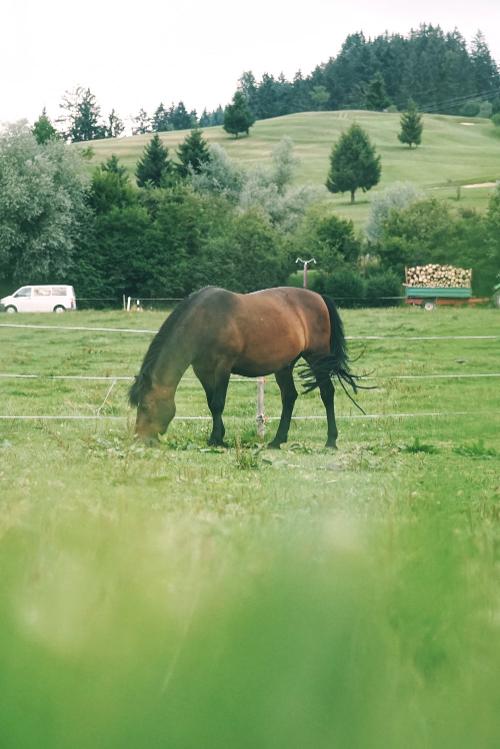 Pferd Muckl