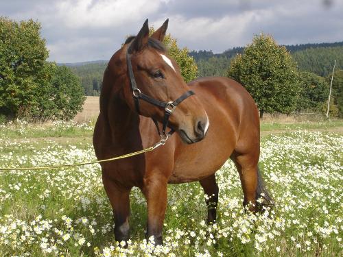 unser La Maz