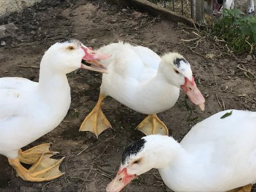 Richard, Waltraud und