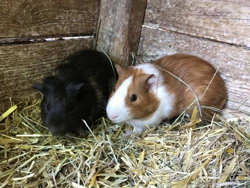 Fritz und Oskar