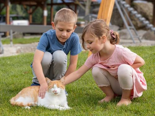 Streicheleinheiten für die Hauskatze