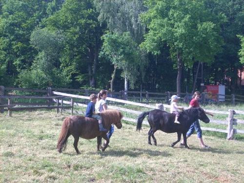 Ponyreiten
