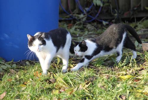 Tiere auf dem Hof