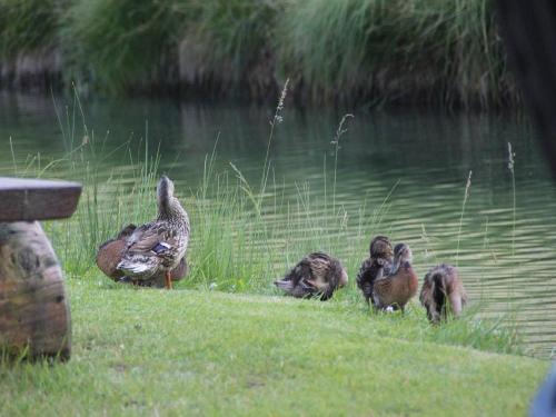 Enten