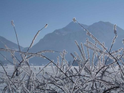 EiskristalleSträucherSeeuferWeb EiskristalleSträucherSeeuferWeb