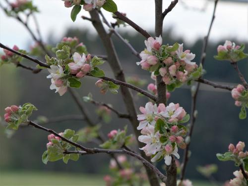 Apfelblüte