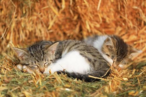Stallkatzen auf Paulas Bauernhof