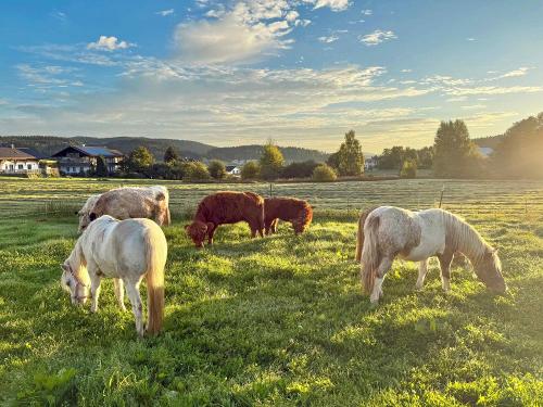 Unsere Weidetiere am Hof auf Paulas Bauernhof im Bayerischen Wald Unsere Weidetiere am Hof auf Paulas Bauernhof im Bayerischen Wald