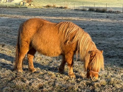 Elsa unser kleinstes Pony auf Paulas Bauernhof für Familien im Bayerischen Wald Elsa unser kleinstes Pony auf Paulas Bauernhof für Familien im Bayerischen Wald